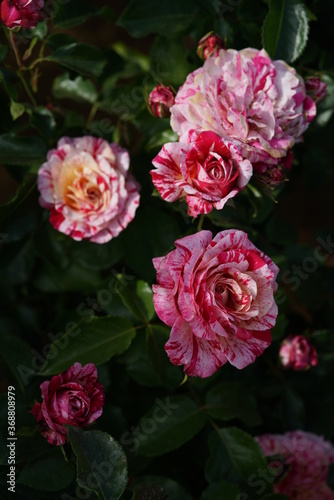 Variegated Red and White Flower of Rose 'toi toi toi!' in Full Bloom  © MasterChefNobu