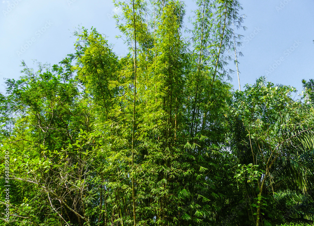 Fototapeta premium Thickets of bamboo of great length abut against the blue sky.