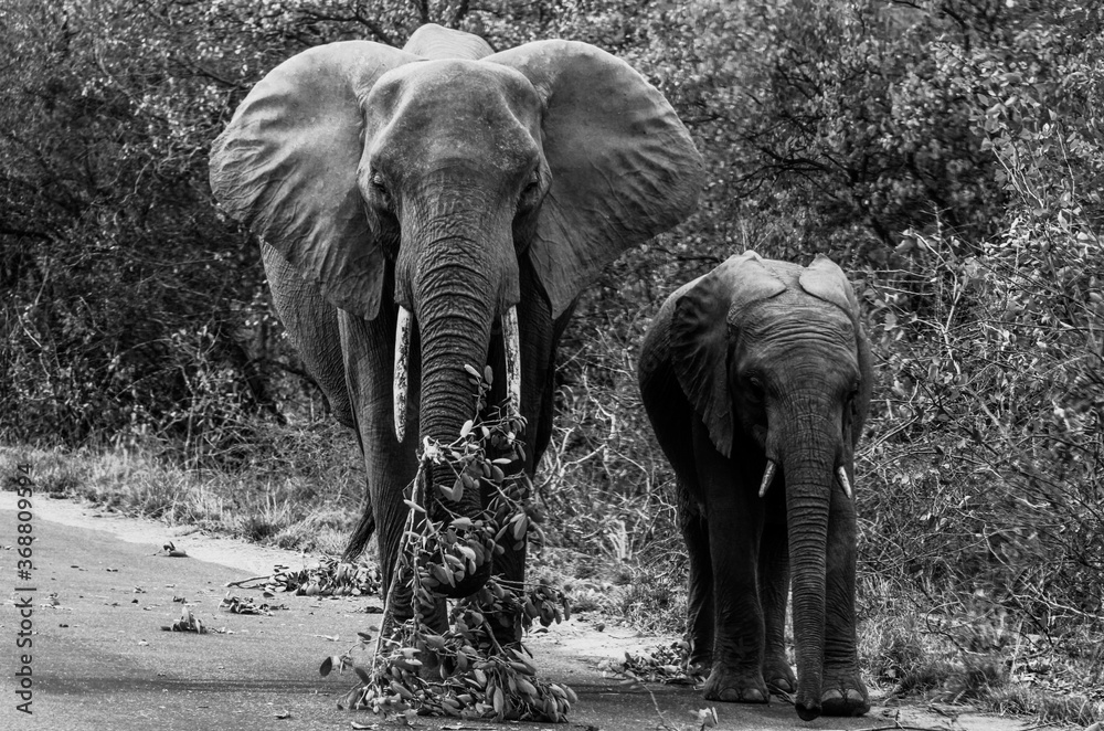 African elephants (mother and elephant calf) approaching at Kruger National Park, South Africa (black and white)