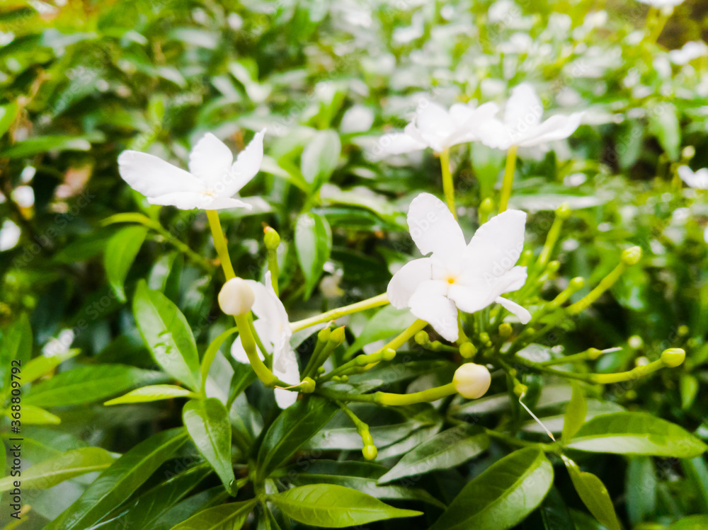 Small white flowers and its buds with green leaves in a garden. Small white flowers and its buds with green leaves in a garden.