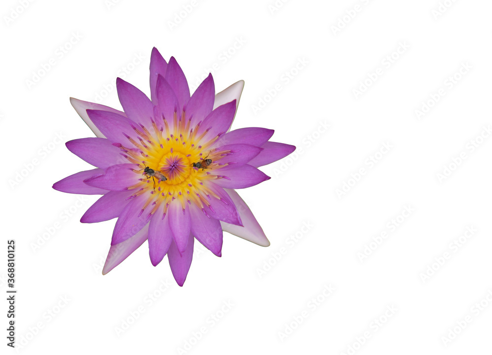 Isolated lotus flowers with clipping paths on white background.