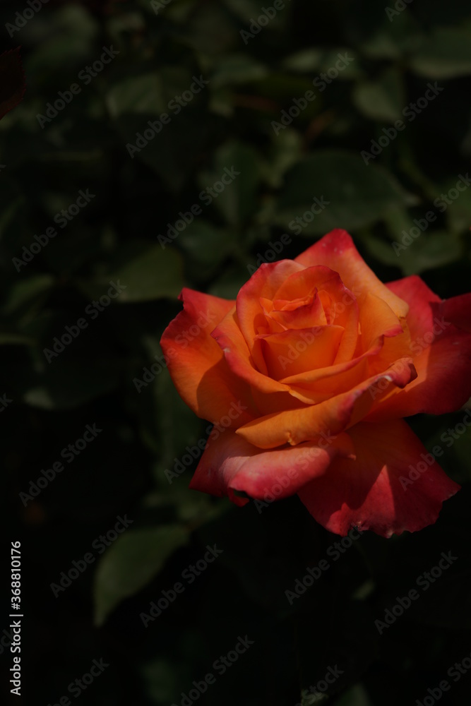 Orange Flower of Rose 'Tokonatsu' in Full Bloom
Orange Flower of Rose 'Tokonatsu' in Full Bloom