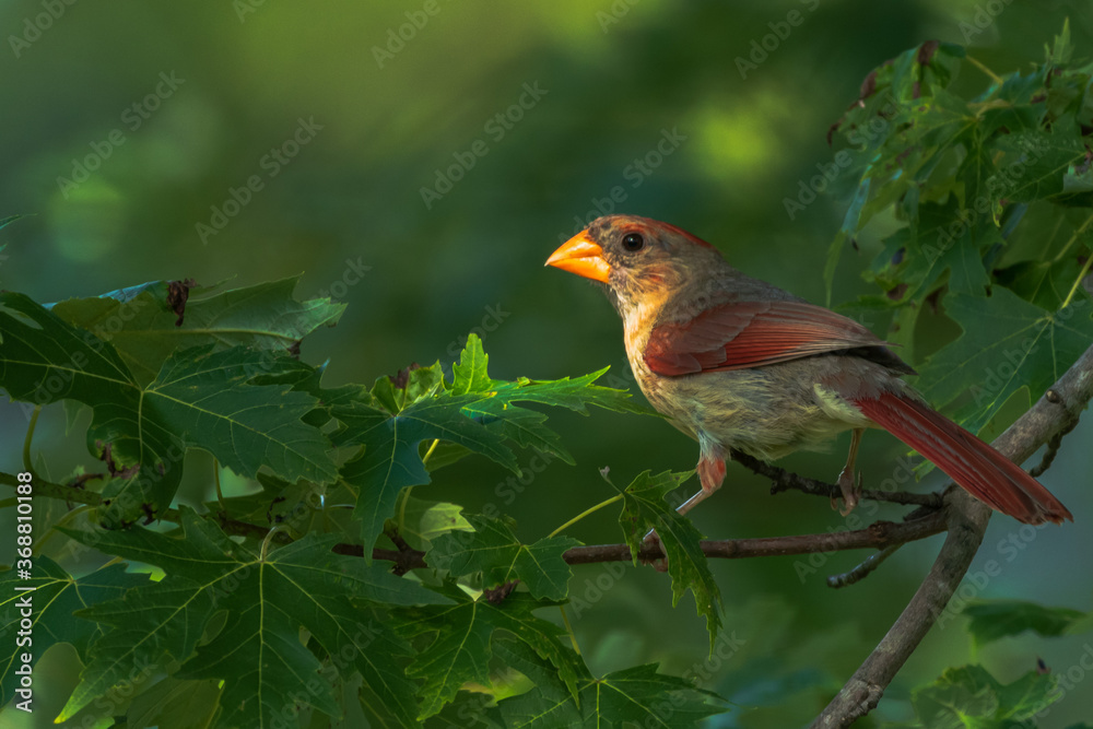 Obraz premium robin on a branch