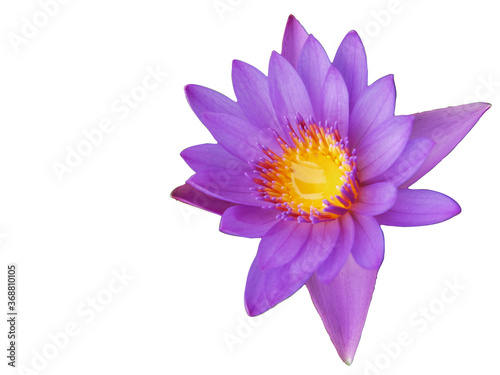 Isolated lotus flowers with clipping paths on white background. © Phairot