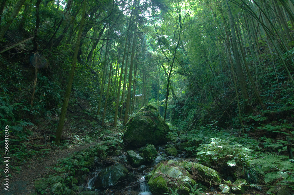 Beautiful forest 山奥 japan
