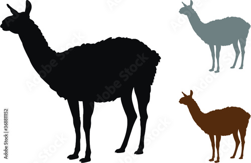 vector illustration of a llama