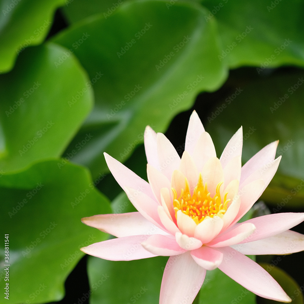 Water Lilly Water Lilly