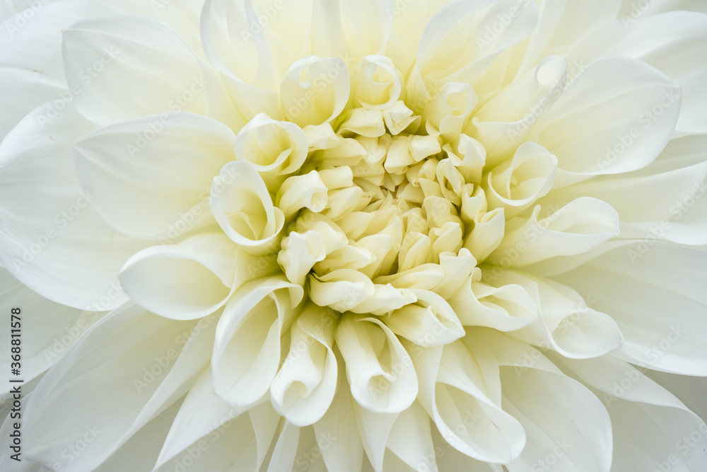 white, fragrant dahlia in full bloom white, fragrant dahlia in full bloom