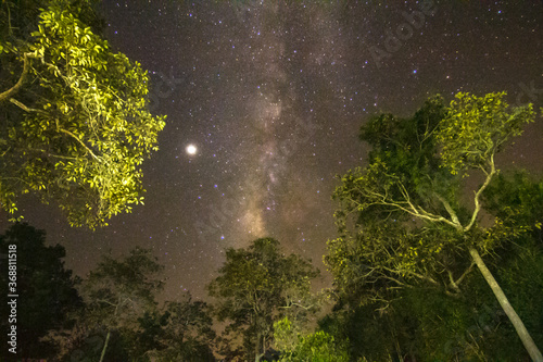 milky way in the forest