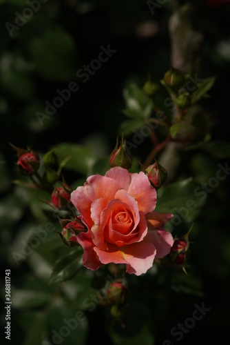 Light Pink Flower of Rose 'Umilo' in Full Bloom
