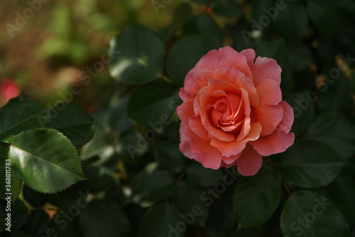 Light Pink Flower of Rose  Umilo  in Full Bloom 