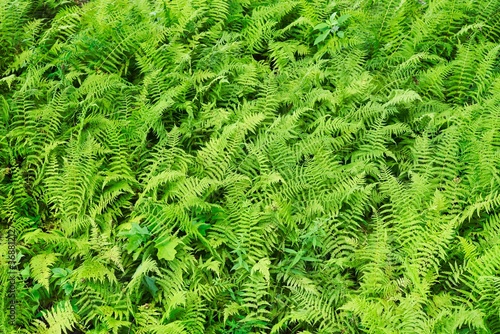 A group of beautiful ferns growing wild in the North Carolina mountains.
