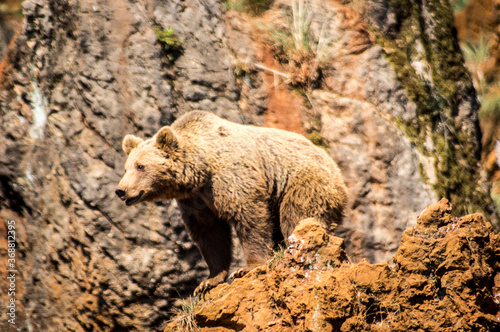 Oso pardo vigilando el terreno desde un risco. photo