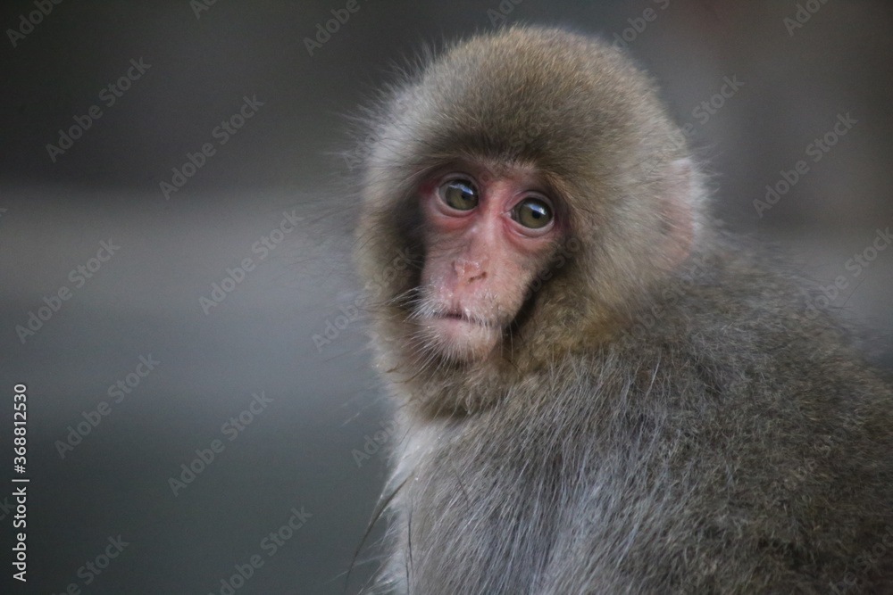 Macachi giapponesi a Jigokudani