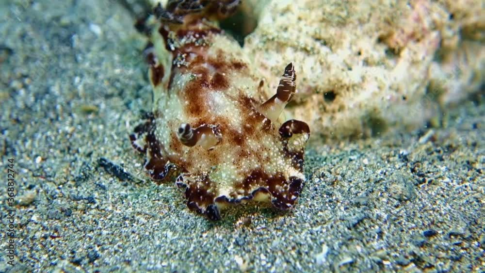 Close-up. Bohol Discodoris slowly creeps along the gray sea sand lying on the seabed. Night dive. Philippines. Anilao.