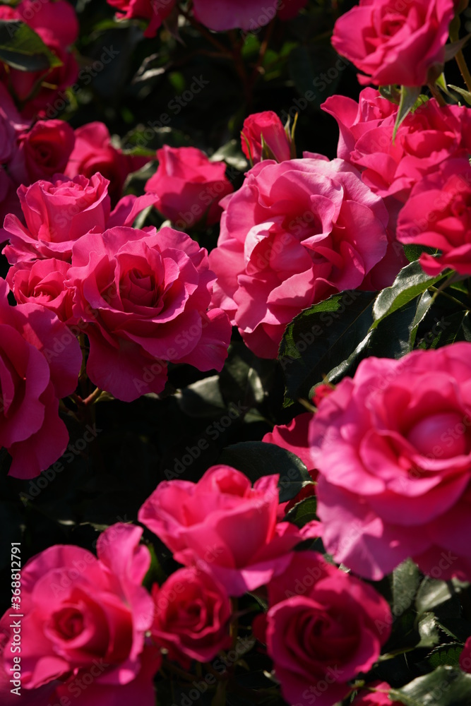 Pink Flower of Rose 'Urara' in Full Bloom
Pink Flower of Rose 'Urara' in Full Bloom