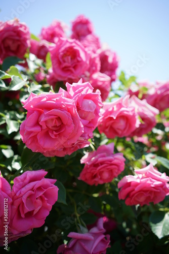 Pink Flower of Rose 'Urara' in Full Bloom 