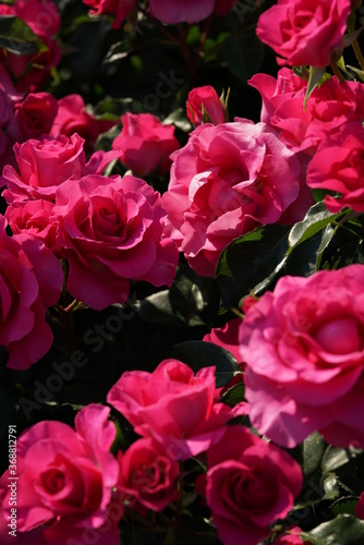 Pink Flower of Rose  Urara  in Full Bloom 