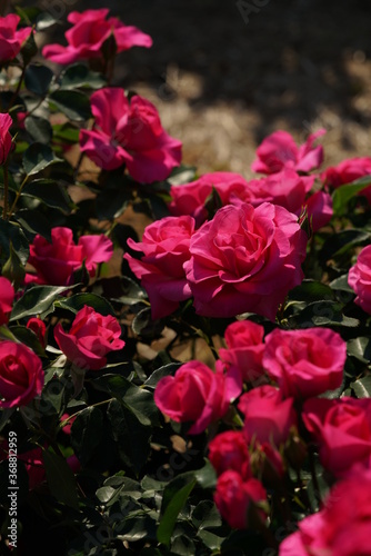 Pink Flower of Rose 'Urara' in Full Bloom 