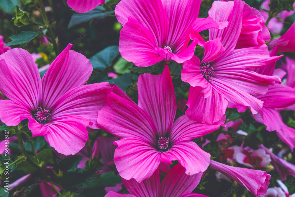 pink flowers photographed with matte filter