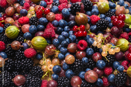 Gooseberries, blueberries, mulberry, raspberries, white and red currants.