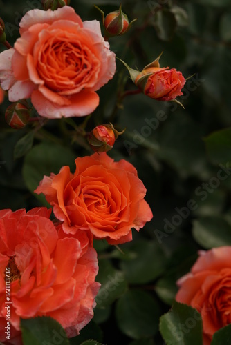 Orange blend Flower of Rose  Vive les Vacances   in Full Bloom 