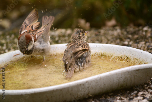 Spatzen und Sperlinge beim Wasserbad photo