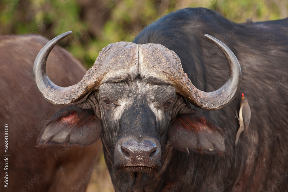 Wild Buffalo's in South Africa Wild Buffalo's in South Africa