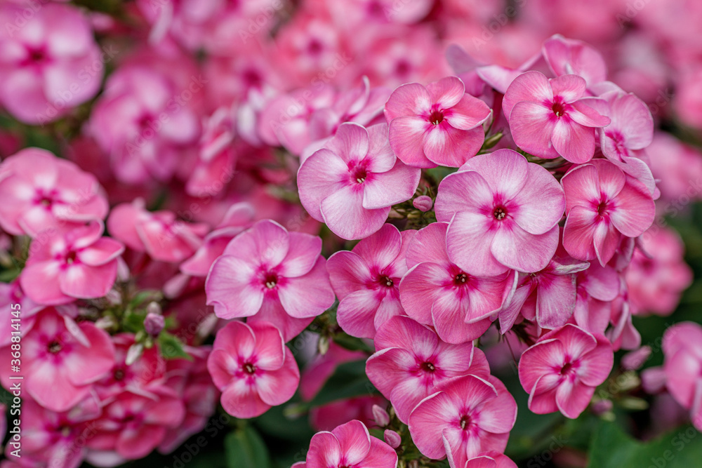 Pink flowers of Phlox paniculata bush in the garden