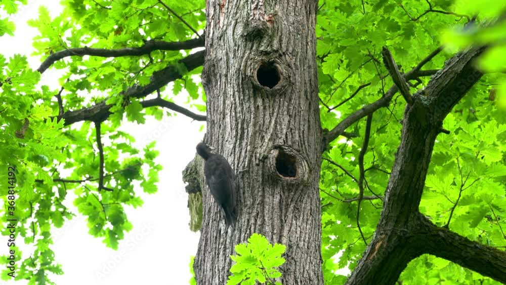 Black Woodpecker enters in nest on tree trunk, female (Dryocopus martius) - (4K) Black Woodpecker enters in nest on tree trunk, female (Dryocopus martius) - (4K)