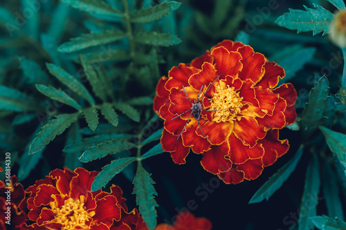 Big spider on red marigold flower in garden