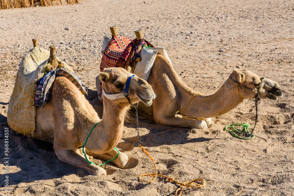 Fototapeta premium Camels in arabian desert not far from the Hurghada city, Egypt