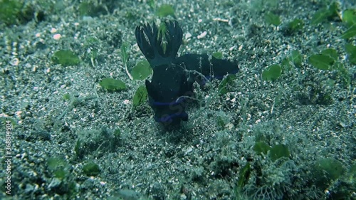 Close-up.  Gloomy Tambja crawling on the gray sand. Its gills sway from side to side. Philippines. Anilao. photo