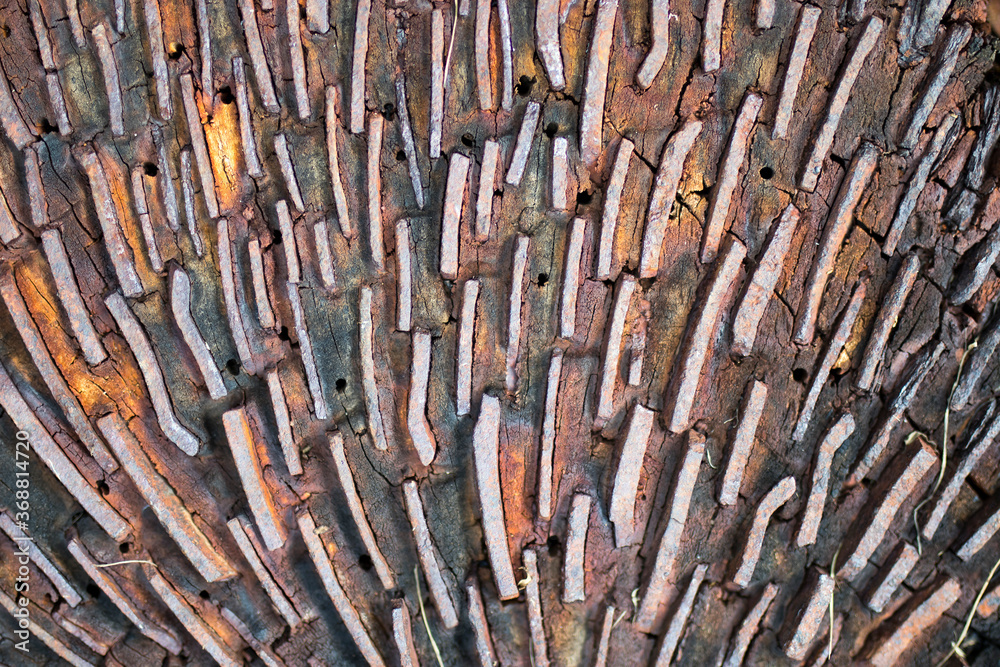 Surface of a wooden millstone for grinding flour. Surface of a wooden millstone for grinding flour.