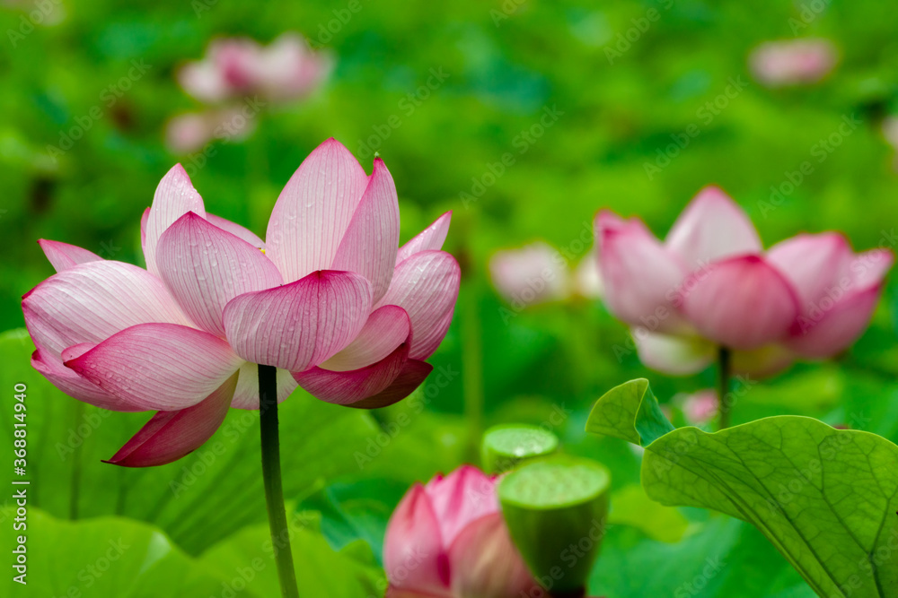 Lotus Flower With Raindrops At Ueno, Taito-ku, Tokyo Prefecture, Japan Lotus Flower With Raindrops At Ueno, Taito-ku, Tokyo Prefecture, Japan