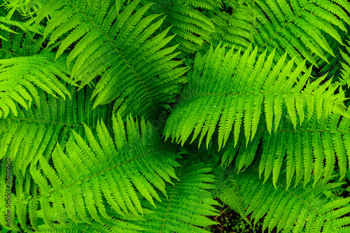 Background of the green fern. Top view. Natural pattern