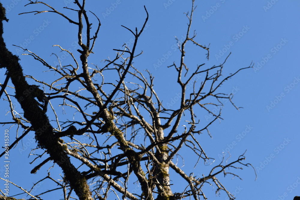 Beautiful picture of old tree and blue sky Beautiful picture of old tree and blue sky