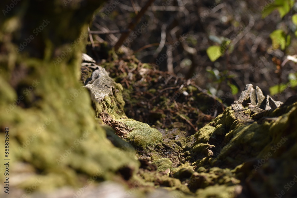 Fototapeta premium Beautiful picture of old tree