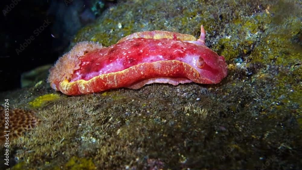 A Spanish Dancer crawls over a rock overgrown with algae. There is a lot of plankton floating around. Bali. Tulamben.
