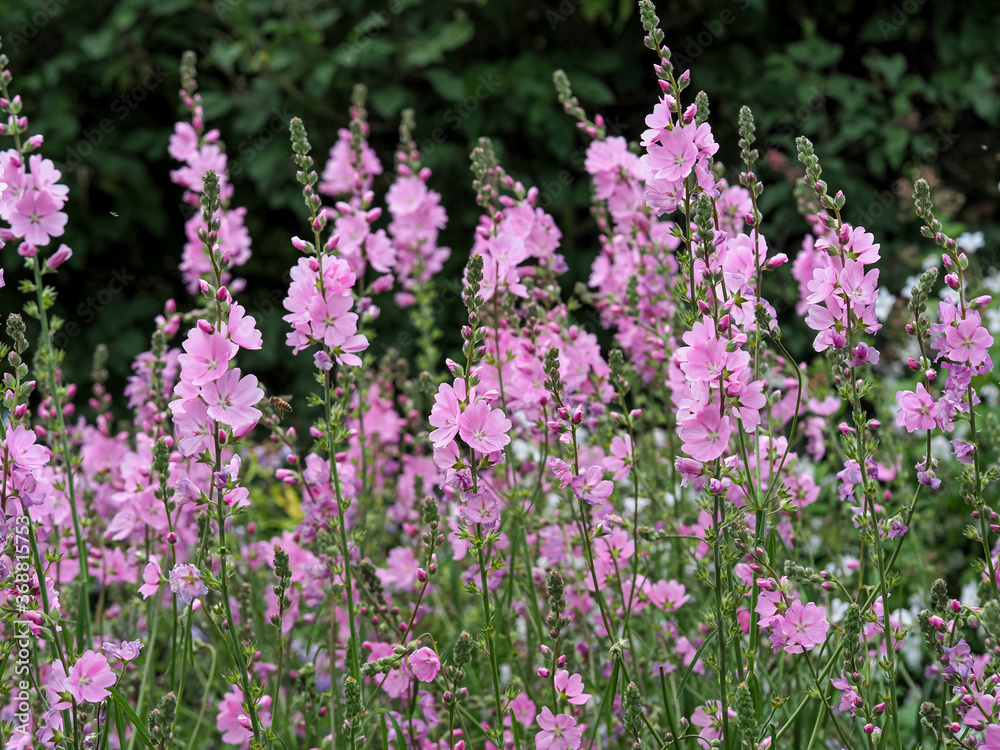 Obraz premium Beautiful pink prairie mallow flowers in a garden, variety Sidalcea Sussex Beauty