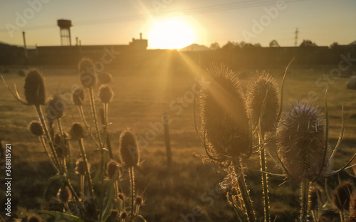 Fotografie Atardecer de verano con industrias al fondo y cardos en el primer plano