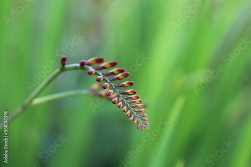 A macro shot of the flower buds of a Crocosmia bloom.