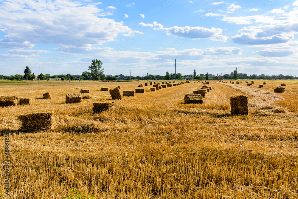 Bales of straw at the agricultural field. Agricultural concept