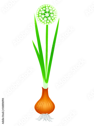 Flowering plant onion with roots isolated on white background.