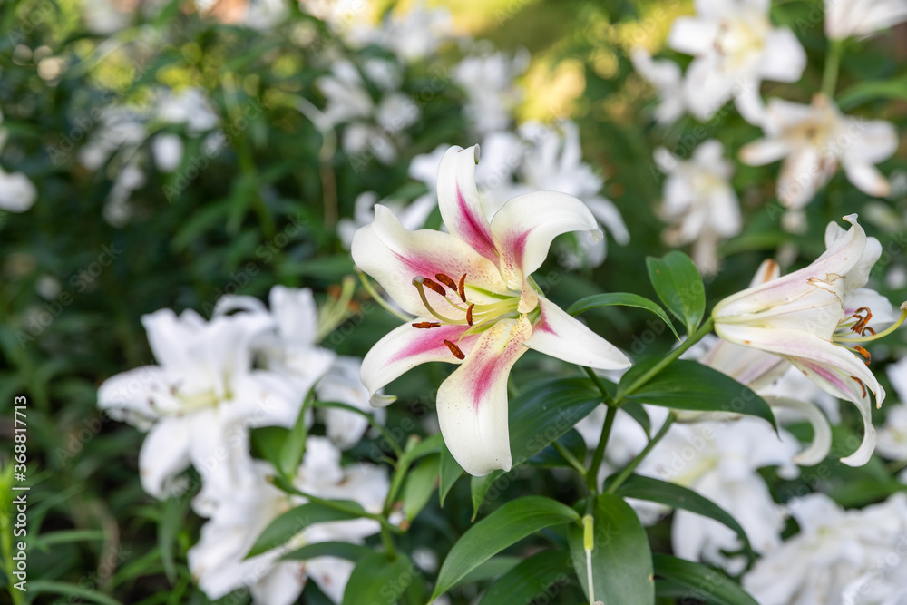 Fototapeta premium 都会の公園にいっぱい咲くユリの花 東京都千代田区 日本