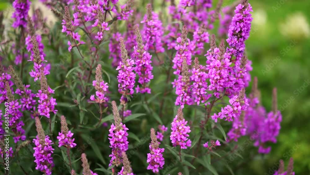 Pink flowers in the middle of green grass. Pink flowers in the middle of green grass.