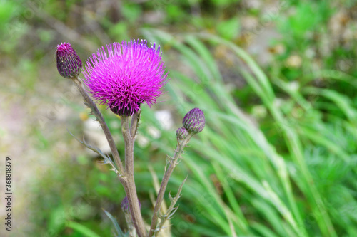 Cirsium maackii Maxim. (family Asteraceae), Blooming Thistle Maak in the bay of Akhlestyshev on the island of Russian. Russia, Vladivostok  photo