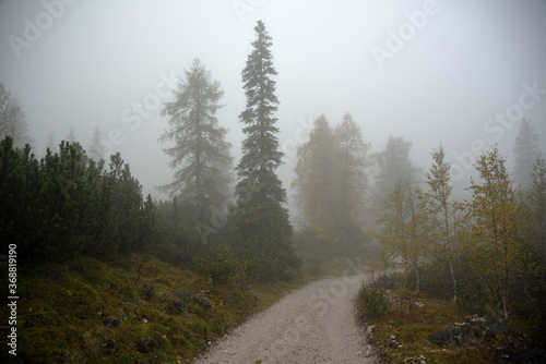 Herbstlicher Wald mit Forstweg im Nebel  