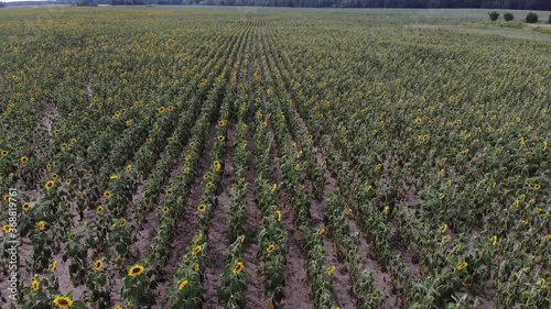 Sunflower field from above.