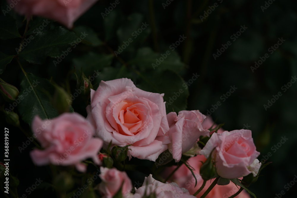 Light Pink Flower of Rose 'Warabeuta' in Full Bloom
Light Pink Flower of Rose 'Warabeuta' in Full Bloom